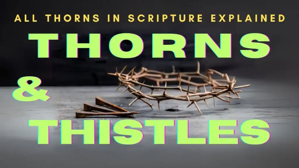 Thumbnail for Bible study on Thorns and Thistles and their spiritual meaning in Scripture