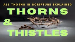 Thumbnail for Bible study on Thorns and Thistles and their spiritual meaning in Scripture